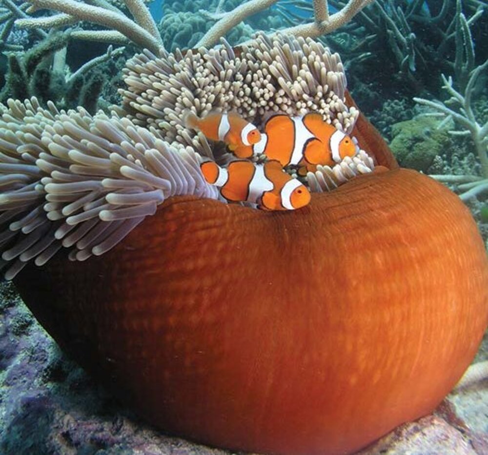 two clown fish in anenome