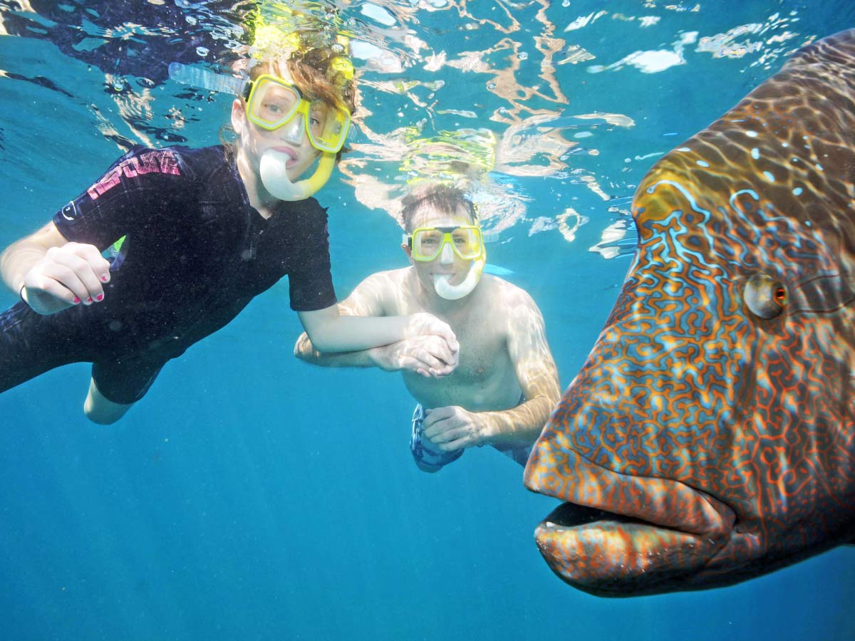 great barrier reef snorkelling