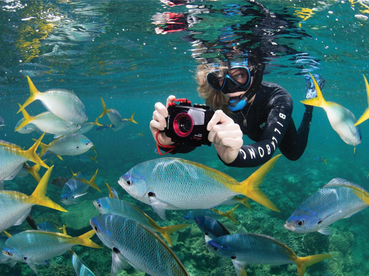 great barrier reef snorkelling